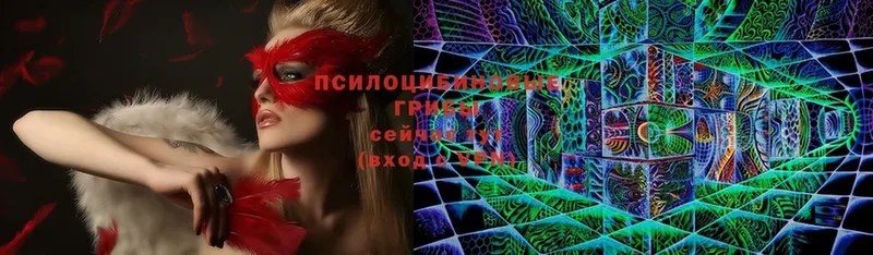 Галлюциногенные грибы Psilocybe  Грозный 